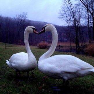 Untitled (Swans) from Harlem Valley by Danny Ghitis