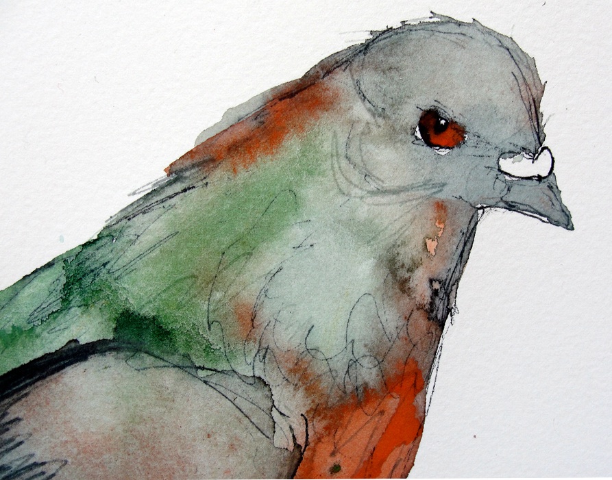 Red Eyed Pigeon Magnet by Gabriela Vainsencher